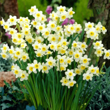Daffodil Mixed - Spring Flowering Bulbs - Perennial - Popular Daffodil Variety - Fragrant & Attractive - Ready to Plant - for Your Beautiful Garden (