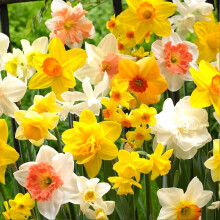 14 x Dwarf Daffodil Mixed Bulbs - Compact Free Flowering Perennial - Ideal for Beginner Gardener - Must Have - Fragrant & Attractive - for Your Beaut