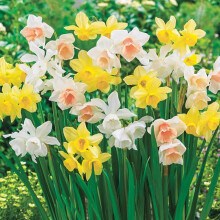 Daffodil Mixed - Spring Flowering Bulbs - Perennial - Popular Narcissus Variety - Fragrant & Attractive - Ready to Plant - for Your Beautiful Garden