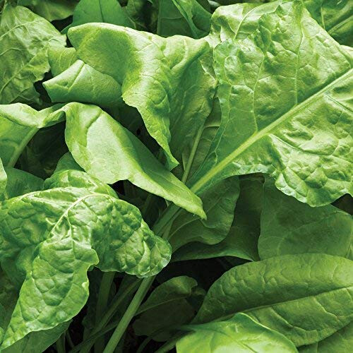 Thompson & Morgan - Vegetable - Spinach Perpetual - 250 Seeds 1