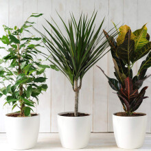 Evergreen Indoor 3 House Plants Collection Clean Air Purifying Scandi Lifestyle Real Plants with Unique Foliage & Eye Catching Designs, Scandi Housep