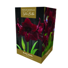 TAYLORS Amaryllis Black Pearl Gift Pack