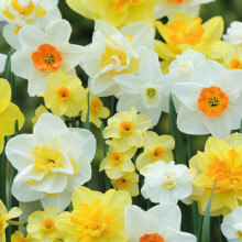 Spring Garden Daffodil Hardy Spring Bulb Collection with Classic Bright Yellow and White Flowers, Low Maintenance and Easy to Grow, 20 x Daffodil (Na