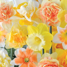 25 Daffodil Mixed Bulbs Narcissus 'Citrus Sorbet' Hardy Spring Flowering Bulbs, Fragrant Flowers Garden Plants for Garden Borders, Patio Pots and Win