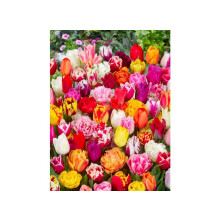 30 x Surprise Mixed Tulips Bulbs - Spring Flowering Bulb - Bulb Size 10/11