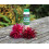 Vitax Vitax Yellow Sulphur Enthusiast Range, 2