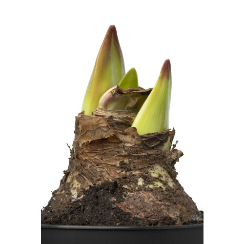 Amaryllis Bulb Red Velvet Growing Kit with Pot 1