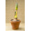 Amaryllis Bulb Red Velvet Growing Kit with Pot 4