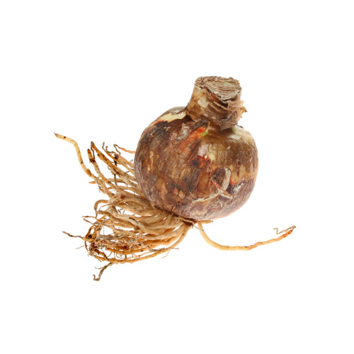 Amaryllis Bulb Red Velvet Growing Kit with Pot 2