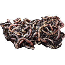 Yorkshire Worms Dendrobaena Worms 1Kg Pack - Suitable for Composting, For Bait For Fishing and Wormery Starter Packs (1Kg)