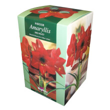Amaryllis Bulb Red Velvet Growing Kit with Pot