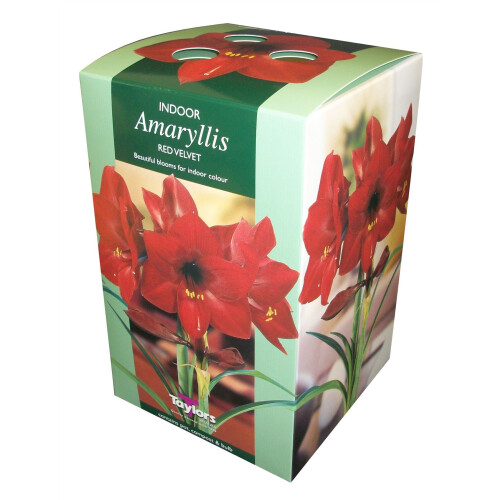 Amaryllis Bulb Red Velvet Growing Kit with Pot