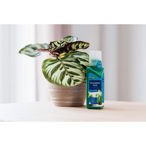 Westland Westland Houseplant Feed Concentrate, 200 ml 2