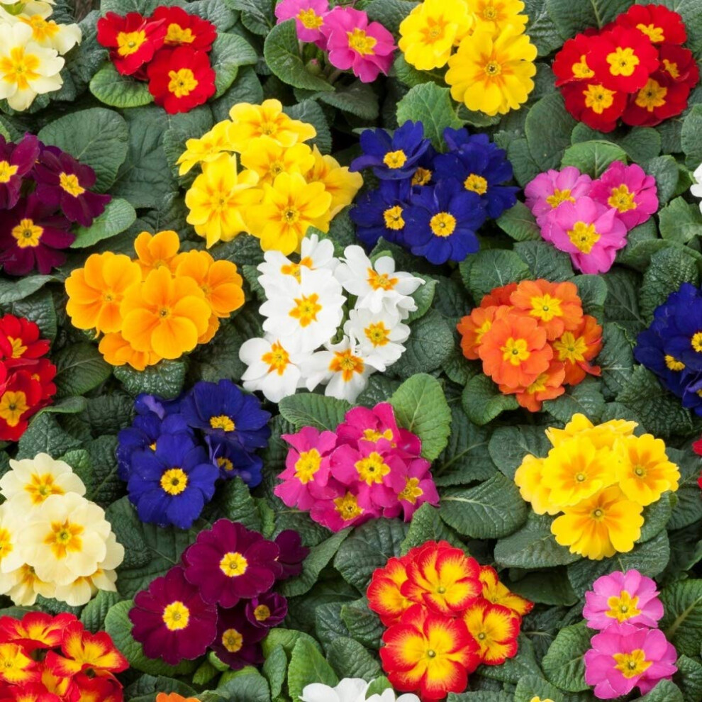 Whin Hill Nurseries 12X Primula Mixed Autumn, Winter Flowering Primrose Plants, Garden Ready Plants Not Plugs.