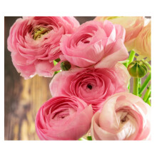 10 x Ranunculus Asiaticus Pink Summer Flowering Bulbs Persian Buttercup Aviv Cut Flowers Hardy Garden Perennial Corms Size 5/6