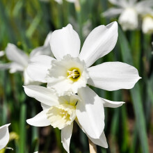 YouGarden Thalia Daffodils Bulb Collection, Pack of 20, Autumn Planting Bulbs for Early Spring Flowering