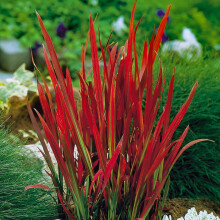 YouGarden Imperata Blood Grass 'Red Baron', 1 x Established Plant in 9cm Pot, Decorative Grasses for Gardens, Garden Ready Established Red Ornamental