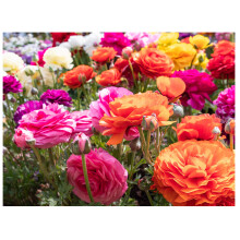 10 x Ranunculus asiaticus Mix Summer Flowering Bulbs Persian Buttercup Aviv Colourful Cut Flower Corms Size 5/6