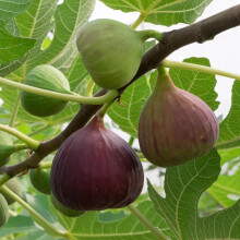 YouGarden Fig Tree 'Brown Turkey' Standard, Established Plant 70-100cm Tall in 3L Pot, Ready to Plant, Hardy Fruit for UK Gardens, Perfect on The Pat
