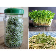Broccoli Seeds for Sprouting | 1,300+ Seeds | Microgreens | Organic Non-GMO |