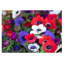 20x Anemone De Caen Mixed Colours Spring/Summer Flowering Corms Autumn Planting Garden Perennial Flower Bulbs Size 4/5
