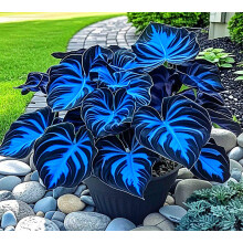 Hostas Plants for Sale,Golden Jade Carving Feels Beautiful,Hostas Mix,Good for Containers-5bulbs-A