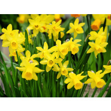 20 Tete a Tete Daffodil Bulbs | Dwarf Scented Daffodil Bulbs | Spring Flowering Bulbs