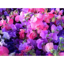 Sweet Pea Royal Family Mixed 50 Seeds