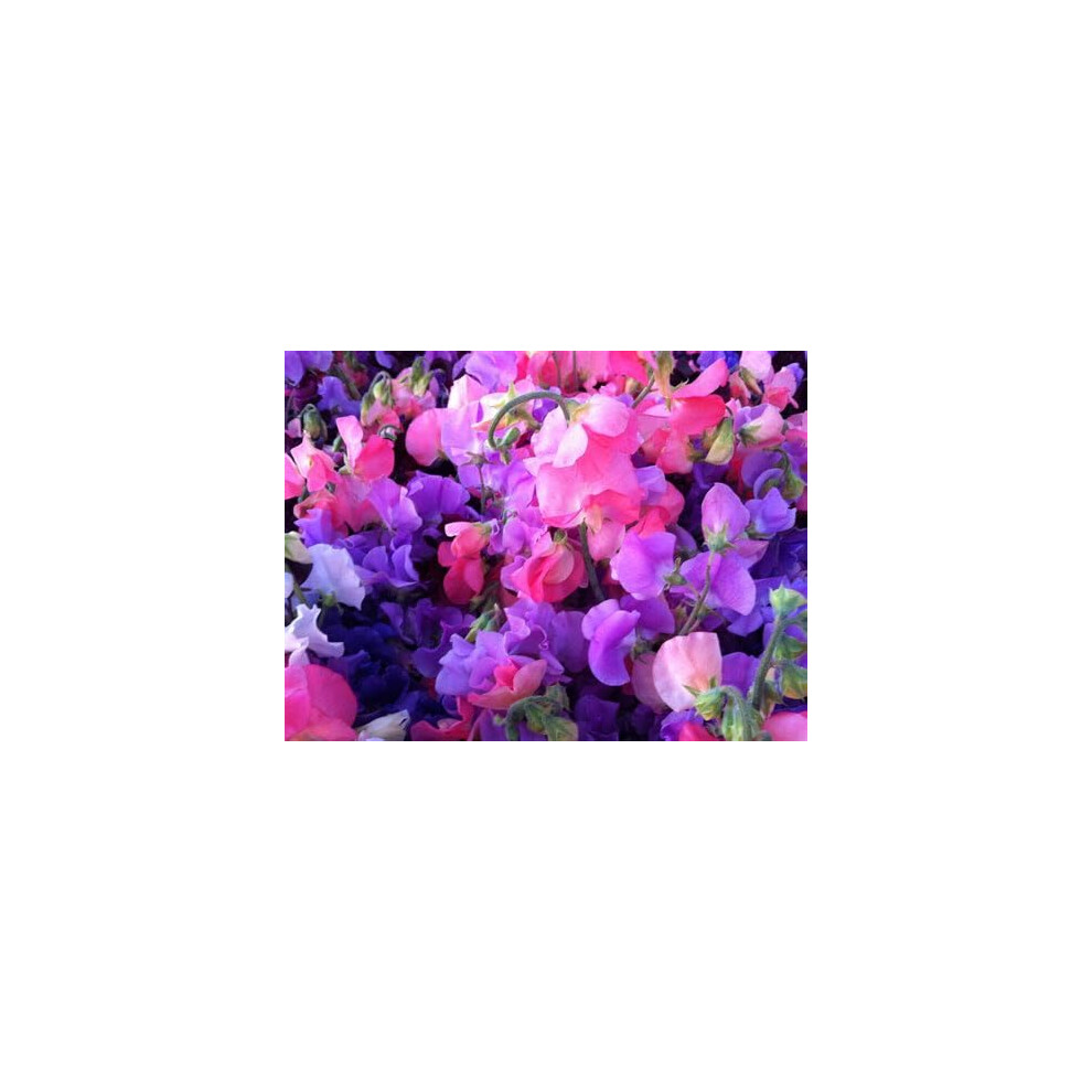 Sweet Pea Royal Family Mixed 50 Seeds