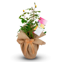Golden Wedding Rose - 50th Anniversary Rose Bush - Gift Wrapped Golden Anniversary Rose