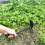 Handy Garden Companion, Χειροκίνητη τσάπα κήπου με μεταλλική κεφαλή για χαλάρωση και 7
