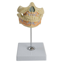 Dental Anatomy Model, Human Permanent Tooth Anatomy Model Shows Permanent Tooth and Gingiva, for Dental Diseases Study