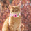 Collare Fiore Per Gatti E Cuccioli Rosa, Accessorio Decorativo 4