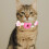 Collare Fiore Per Gatti E Cuccioli Rosa, Accessorio Decorativo 7