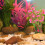 decorazione per acquario in con erba simulata 4