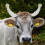 1Paio Copertura Bovina Silicone Protettore Trasparente 5