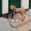 1Conjunto Comedouro Elevado Para Cães E Aço E Ferro Preto 9