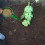 Ergonomic Handle Seed Sower For Your Garden, Adjustable Seed Dispenser Ensures Smooth Seed Flow, Dial Setting Planter Offers Precise Control, Easy To 6
