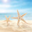 Small Starfish Star Sea Shell Beach  0.4 Inch-1.2 Inch 360 Pcs 6