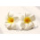 Εξαιρετικές μπαρέτες μαλλιών Plumeria, αξεσουάρ μαλλιών παραλίας σε μποέμ στιλ, 2