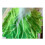 Soft Cabbage Blanket Funny Novelty Blanket 120x120cm 2