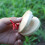 Wooden Finger Castanet, Model: Children, Size: One 11