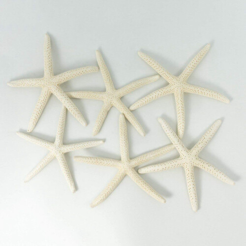 12PCS White Finger Starfish 5-10cm Decorative five-finger starfish 2