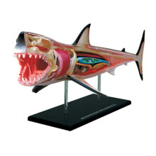 Animal Organ Anatomy Model 4D Intelligence Assembling Toy Teaching Anatomy Model DIY Popular Science Appliances