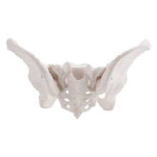 Life Size Female Pelvis Model, Hip Model - Female Anatomy Model, Hip Bone Pelvic Model Female Anatomical Model