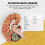 Human Brain,Life Size Human Brain Anatomy Model with Display Base, for Science Classroom Study & Teaching Display A 6