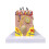 Skin Model, 35X Enlarged Anatomical Model Anatomy for Science Classroom Study Display Teaching Model 2