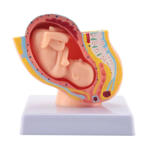 Human Pregnancy Fetal Development 9Th Month Embryonic Pelvic Model ...