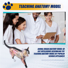 Model Anatomiczny NarząDóW ZwierzęCych 4D Inteligencja Kota Zabawka do MontażU Nauczanie Model Anatomiczny DIY Popularne UrząDzenia Naukowe