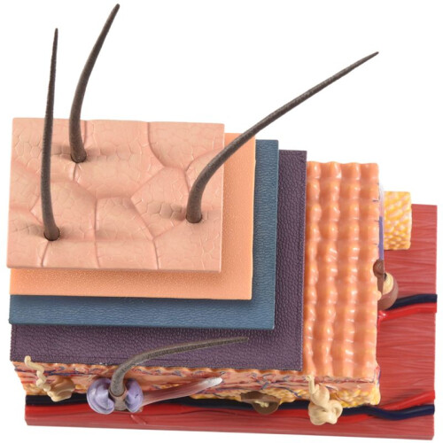 4D Human Skin Model Hair Organs Assembling Puzzle Model Teaching Model Manikin Science Anatomical Model 1